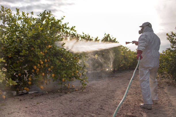 Best Bed Bug Extermination  in Long View, NC