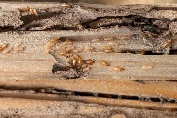 Long View, NC Pest Control Company